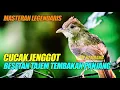 Download Lagu CUCAK JENGGOT GACOR besetan tajam tembakan rapet