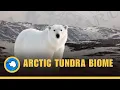 Download Lagu Arctic Tundra Biome