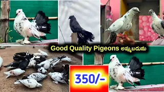 7093587839 top quality Pigeons for sale in telugu Aj pets
