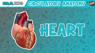 Cardiovascular | Anatomy of the Heart | Heart Model