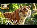 Download Lagu Realm of Exotic Fauna 4K 🌍 Spectacular Voyage into Animal Habitats with Soft Piano Dreams