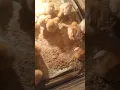 Download Lagu cara ternak ayam petelur dari kecil