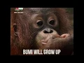 The Story of Bumi the Orangutan