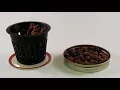 Expanded Clay Pellets (Hydroton) Growing Guide
