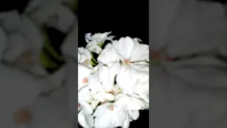 إن الله وملائكته يصلون على النبي الشيخ ياسر الدوسري 