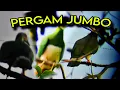 Download Lagu BERBURU PERGAM ❗NGERIIIII SPOT INI GAK PERNAH GAGAL