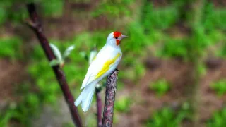 نغمة طائر الحسون لرنة الهاتف رائعة 