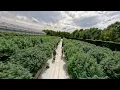 CULTA FPV Drone Reel of Legal Cannabis Farm before Croptober 2023