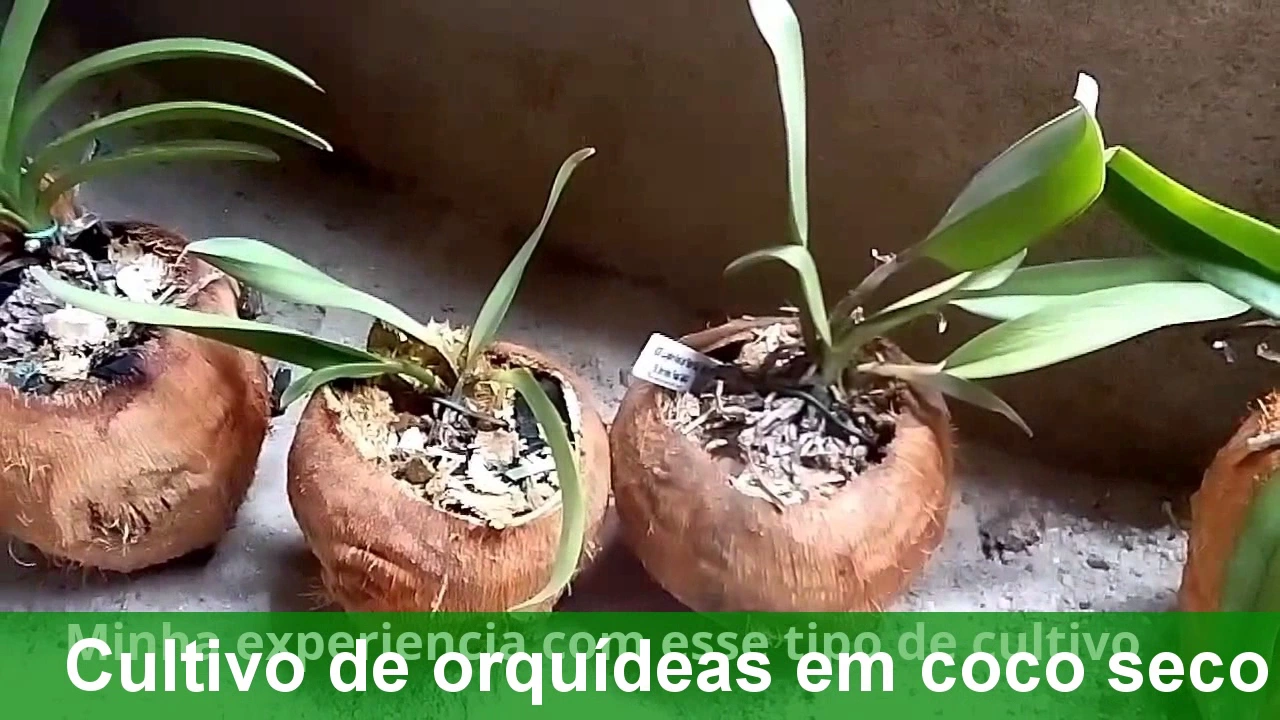 CULTIVO DE ORQUÍDEAS EM COCO SECO 01