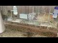TAMUK composite rabbit pulling hair for her nest