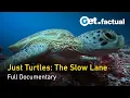 Just Turtles: Het leven van oeroude reptielen verkennen | Volledige documentaire
