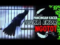 Download Lagu SUARA Pancingan kacer gacor agar emosi tinggi || TEST MENTAL KACER FIGHTER || Kacer Super