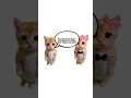 Download Lagu How only fans works explain by kitties #kitty #work