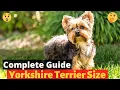 A Complete Guide on Yorkshire Terrier size How much do Yorkies grow