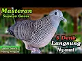 Download Lagu Perkutut Lokal Gacor Suara Paling Ampuh Untuk Masteran Burung Perkutut Agar Bunyi