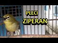 Download Lagu SUARA PLECI ZIPERAN FULL UNTUK MASTERAN PLECI BAHAN