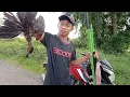 Download Lagu BERBURU BURUNG BELIBIS ||Indramayu di rawa rawa
