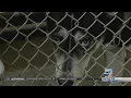 Sioux City animal shelter at full capacity