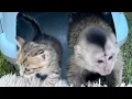 Download Lagu Найденыш котенок сразу ПОДРУЖИЛСЯ с Фиником и Финя его не обижает)))