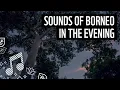 Download Lagu Suara Alam dari Hutan Kalimantan di Malam Hari | Suara Meditasi | WWF