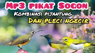 mp3 pikat sogon kombinasi pijantung dan pleci ngecir