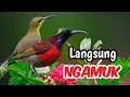 Download Lagu Ngerol Panjang \u0026 Tembakan Sadis! Masteran Juara Sogok Ontong Terbaru