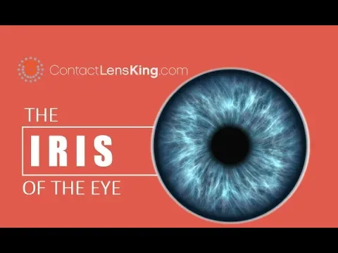 Download MP3 The Iris of the Eye | How the Eye's Iris Works | The Purpose of the Iris | What is the Iris?