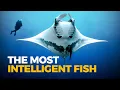 Download Lagu Biologi Gila: Ikan Pari Manta Raksasa