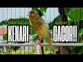 Lagu Pancingan Kenari GACOR panjang untuk Masteran Kenari PAUD \u0026 agar Kenari diam agar bunyi \u0026 gacor