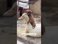 Download Lagu Anak anjing lucu sekali