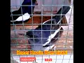 Download Lagu #shots #viral Kacer Kawin Over birahi