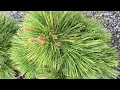 Pinus thunbergii Thunderhead - Thunderhead Japanese black pine
