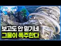 Download Lagu 양망기 고장 날 정도로 고기가 미친 듯이 잡힌다. 딱 6개의 그물로 대박난 선장님｜극한직업｜#골라듄다큐