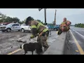 Dog rescued from serious crash at Duval-Nassau county line