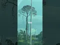 Download Lagu help lepidodendron tree#scary#rip#time