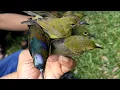 Download Lagu PIKAT BURUNG DI MARKAS KOLIBRI MANGGAR