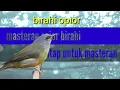 Download Lagu opior jawa masteran opior jawa masteran opior jawa gacor