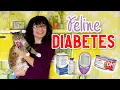 Feline Diabetes The Cecelia Report