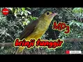 Download Lagu MP3 Pikat brinji rambut tunggir terbaru 2024