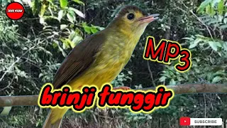 mp3 pikat brinji rambut tunggir terbaru 2024