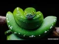 Python with Tkinter GUI How to Insert data from MySQL TO Python using Tkinter