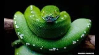 Python with Tkinter GUI How to Insert data from MySQL TO Python using Tkinter