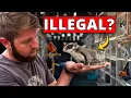Lagu ⁠I Went Undercover in an Illegal Exotic Animal Market