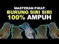 Download Lagu MASTERAN PANCINGAN PIKAT SUARA BURUNG SIRI SIRI KECIL