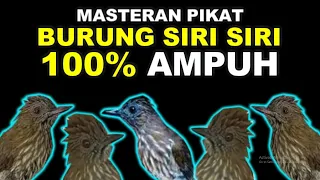 masteran pancingan pikat suara burung siri siri kecil