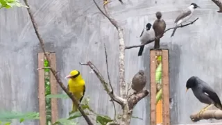 kombinasi suara burung kepodang merubah trucuk kutilang dan jalak kebo