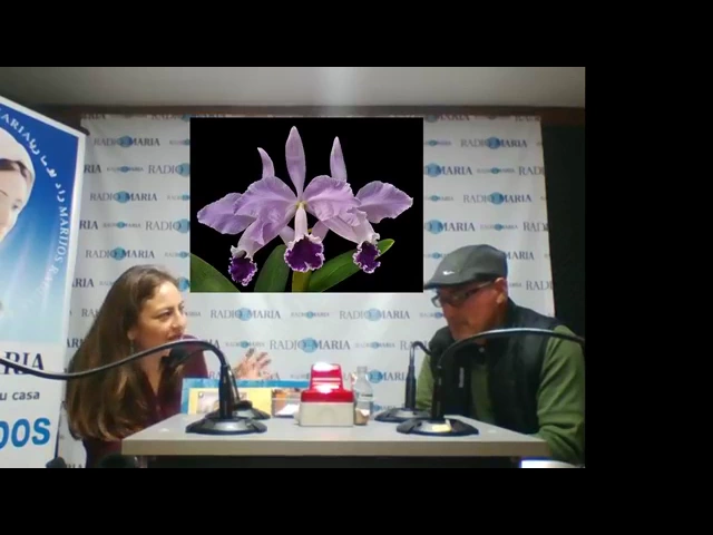 COMO CUIDAR UNA ORQUIDEA CATTLEYA