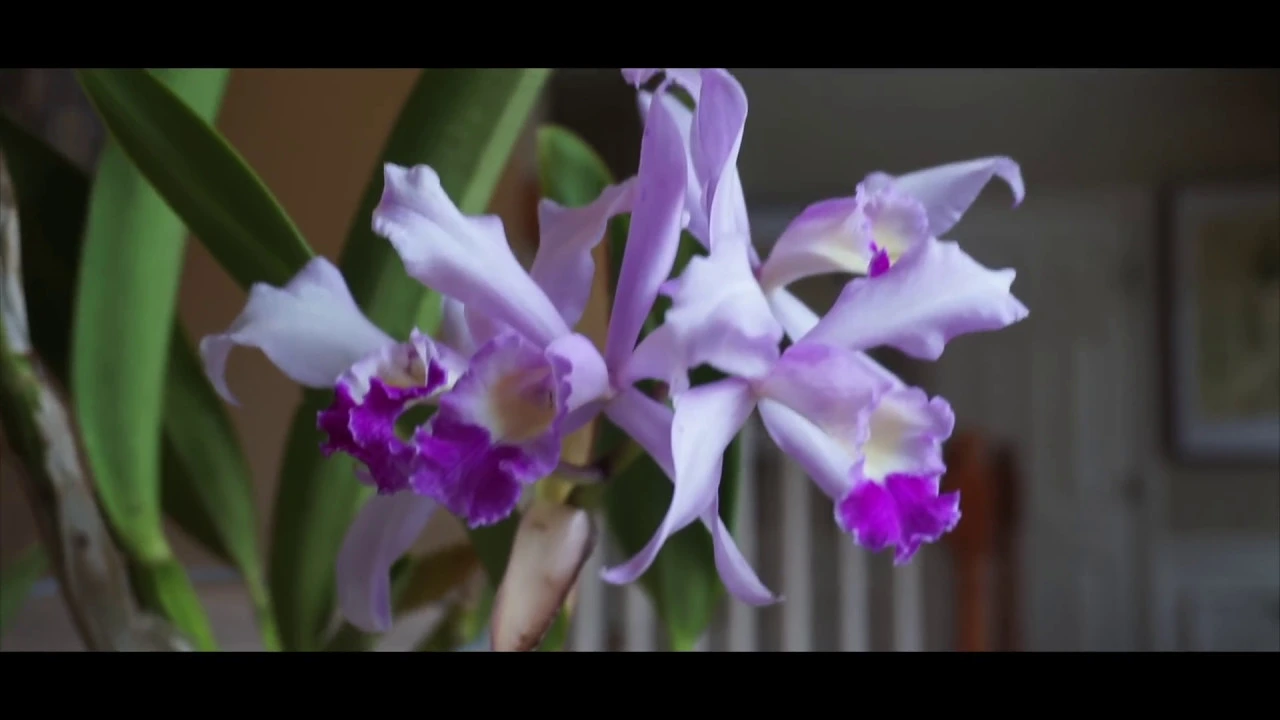 ORCHID COLLECTION UPDATE SPRING 2019