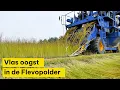 Vlas oogst in de Flevopolder