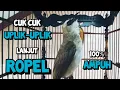 suara trucukan gacor cuk cuk uplik lanjut ropel panjang pancingan trucukan agar bunyi nyaut ropel